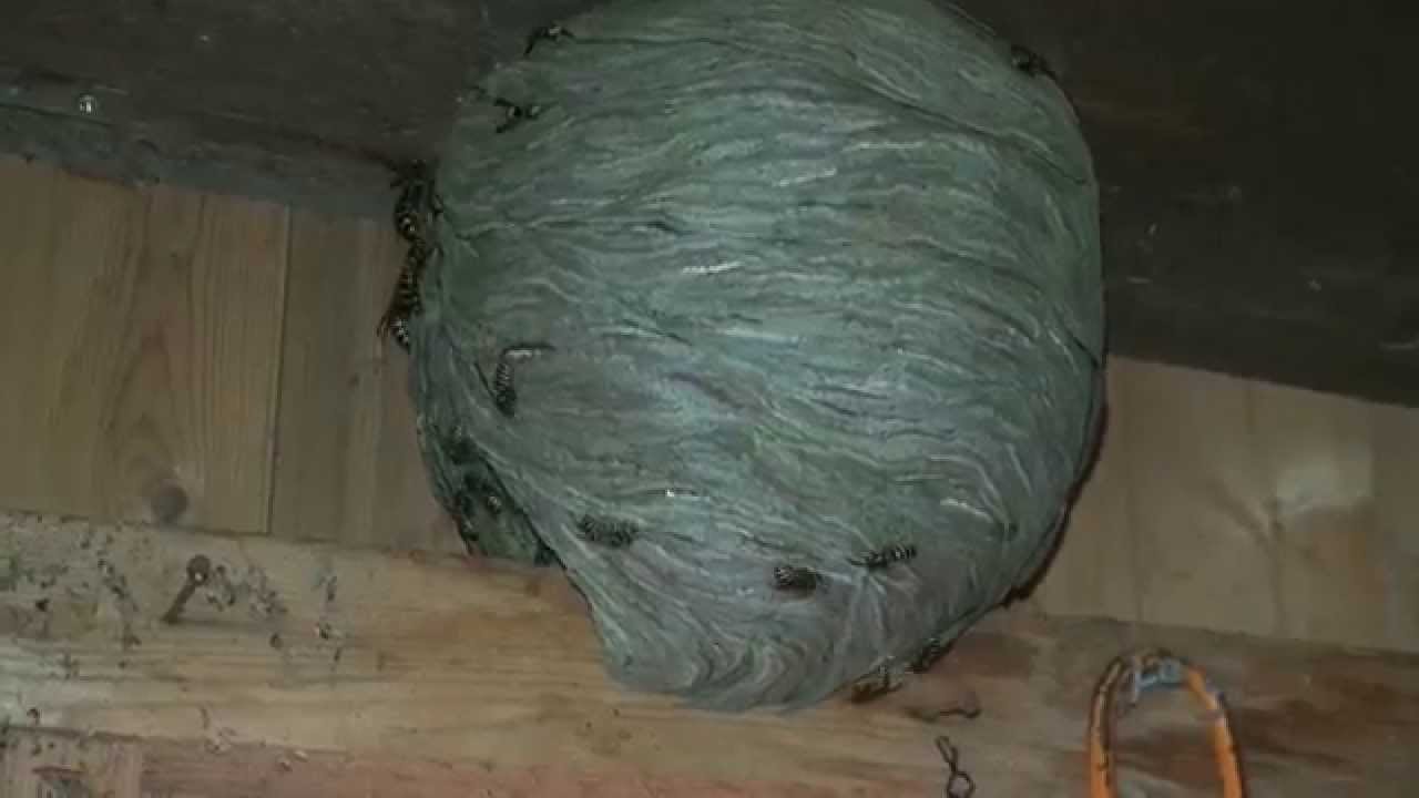 Wespennest Im Gartenhaus Youtube