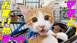 [茶トラ]子猫と仲良くホームセンターでお買い物してたらナンパされました…笑保護猫