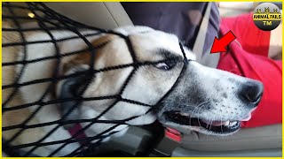 30 Animal Fails Caught On Camera | Funny Fails 2022