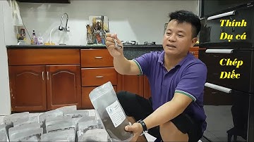 Thính dụ cá chép cá diếc - Thử ăn mồi  câu cá