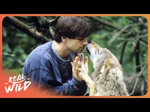 THE WOLF WHISPERER: MEET THE MAN WHO TRAINS WILD ANIMALS TO BE MOVIE STARS