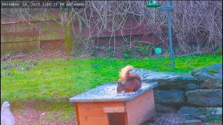 Red Squirrel Reappears...