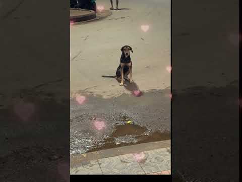 അവൾ എന്നെ വളച്ചോണ്ടിരിക്കാണ് 😍❤️🙆‍♂️#dog #dogshorts #youtubeshorts #puppy #puppies#puppylove #shor