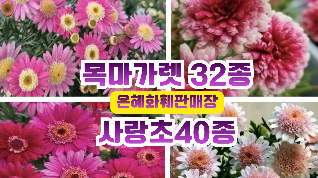 은혜화훼판매장🌳전화주문010 2651 4421#목마가렛32종,베이비핑크,더블화이트,아게릭레몬,아게릭자이언트,딸기라떼#제라늄 소품 리버시블레드,화이트링,애니버셜골드#사랑초40종🌳