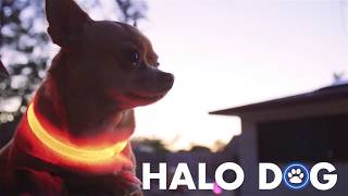 Led Dog Collar - Ruby Red - Halo Dog
