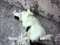 「南風」そら -- 沖縄男性デュオ
