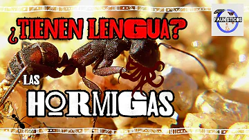 ¿Tienen lengua las hormigas?