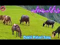 New dukhi gojri bait awaz safeer naz  gojri song pahari geet 2024superhit gojri geet pahari bait