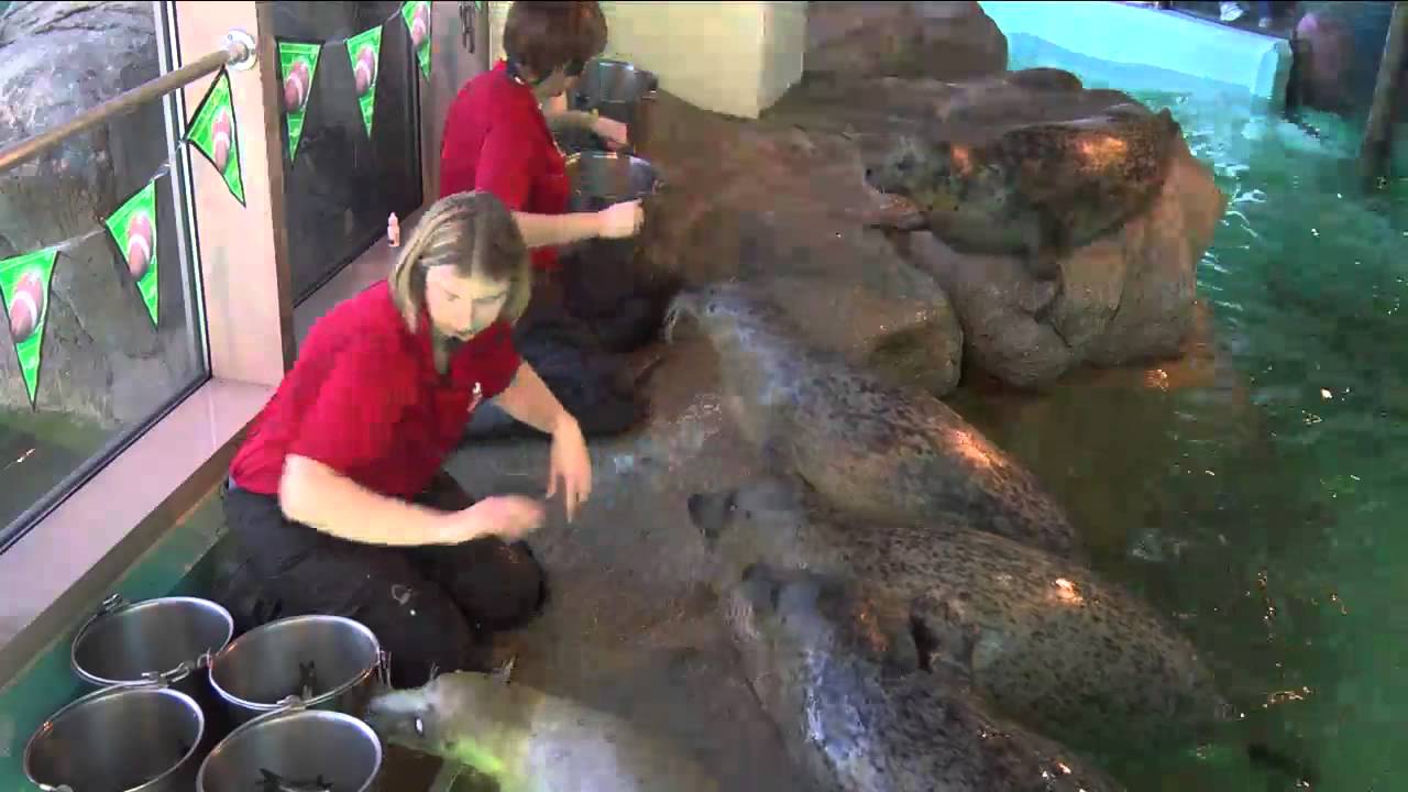 Maritime Aquarium Presents Seal's Superbowl Pick FULL VIDEO YouTube