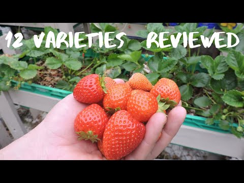 Video: De bedste sorter af jordbær: foto, beskrivelse, anmeldelser