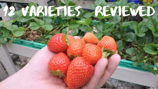 Which Strawberry is the best? 12 Varieties in Quick Review