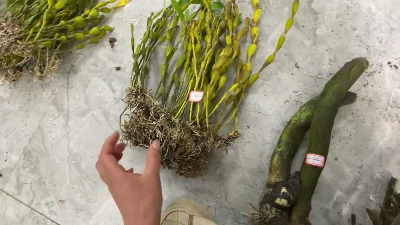 Ngày 25/2/2026 lh:0869.351.333  chồn, cáo,kim điệp Xuân,kèn, trầm tím,combo nhiều loại Lan 