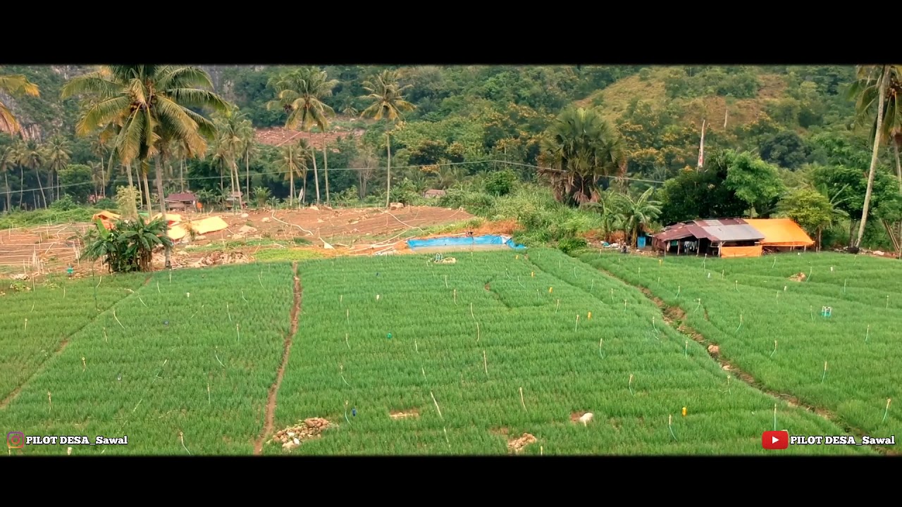 Bawang merah Enrekang duri (saruran) 