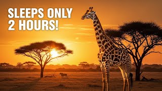 Why Giraffe Sleep Only 2 hours Will Surprise You | Rare Animal Facts Documentary | Wildlife | Rescue