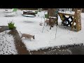 Dogs first time in snow