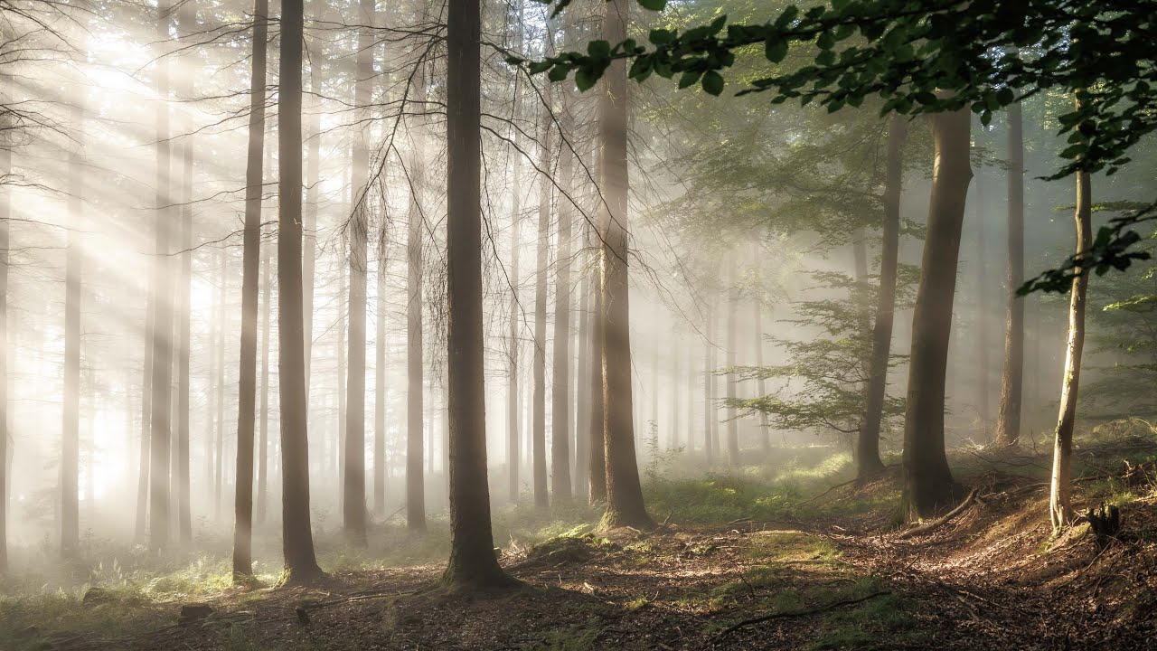 Walking in a Forest Dream with Sunbeams