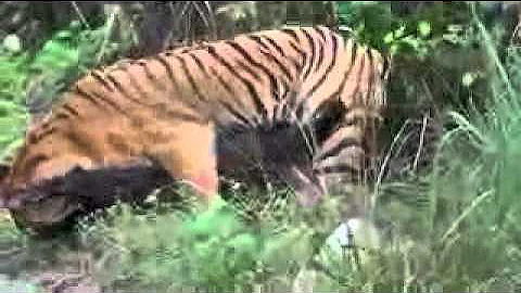 Tadoba-Tiger hunting wild boar