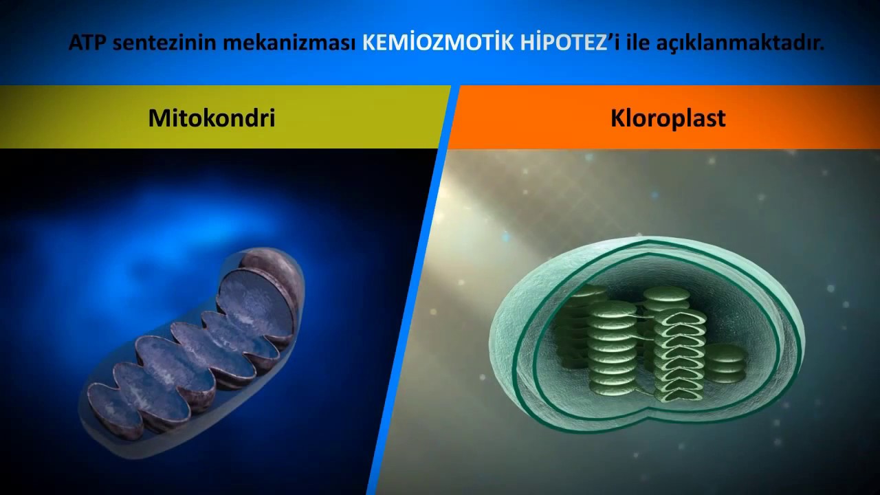 İdesa Biyoloji Dersi Eğitim Videosu Kemiozmotik Hipotez