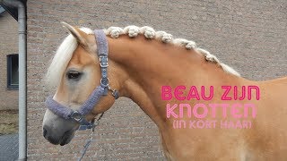 DRESSUUR KNOTTEN/ROOSJES MAKEN  | Haflingers King & Beau Vlog #62 screenshot 2