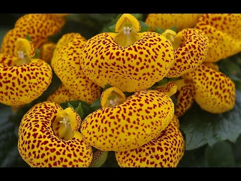 Video: Calceolaria - 