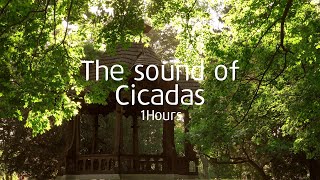 the sound of nature produced by cicadas, birds, and winds 1Hours