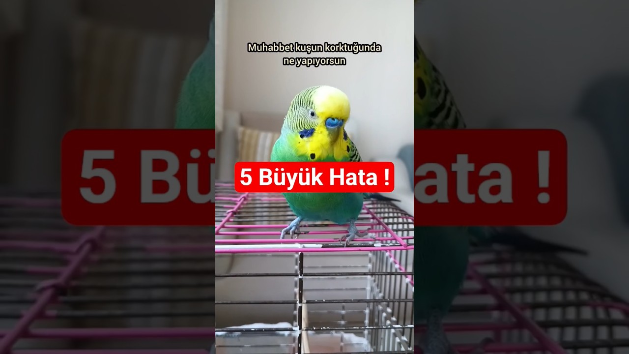 Muhabbet kUŞUNA Asla Yapmaman Gereken 5 Büyük Hata! 🚫🐦 #muhabbetkuşu #birds #birdsong #budgies