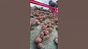 Potato Grading Packing Line