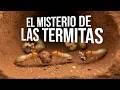 Termitas. ¿Qué NO Sabemos Sobre Ellas? La Civilización Que Sobrevivió a los Dinosaurios