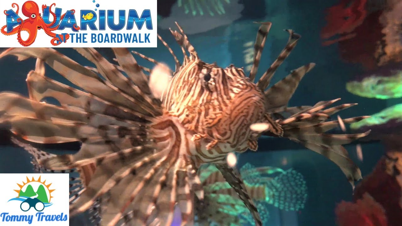 New Aquarium At The Boardwalk Branson Missouri Adventure YouTube