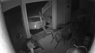 Bobcat sound screaming in Virginia