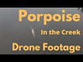 Drone Footage of a Porpoise in the Creek with a fish.