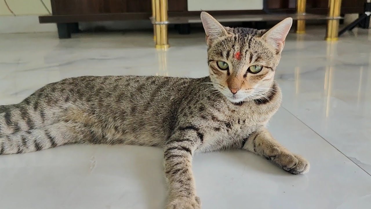 Cute meow 😻 | new cat video | cute cat video | naughty cat 