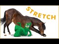 Vet recommended horse stretches