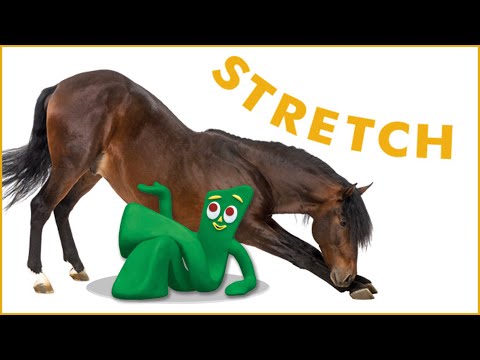 Vet recommended horse stretches