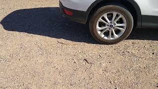 We had a Snake in camp by I go where I'm Towed - Youtube Camping  48 views 2 years ago 11 seconds