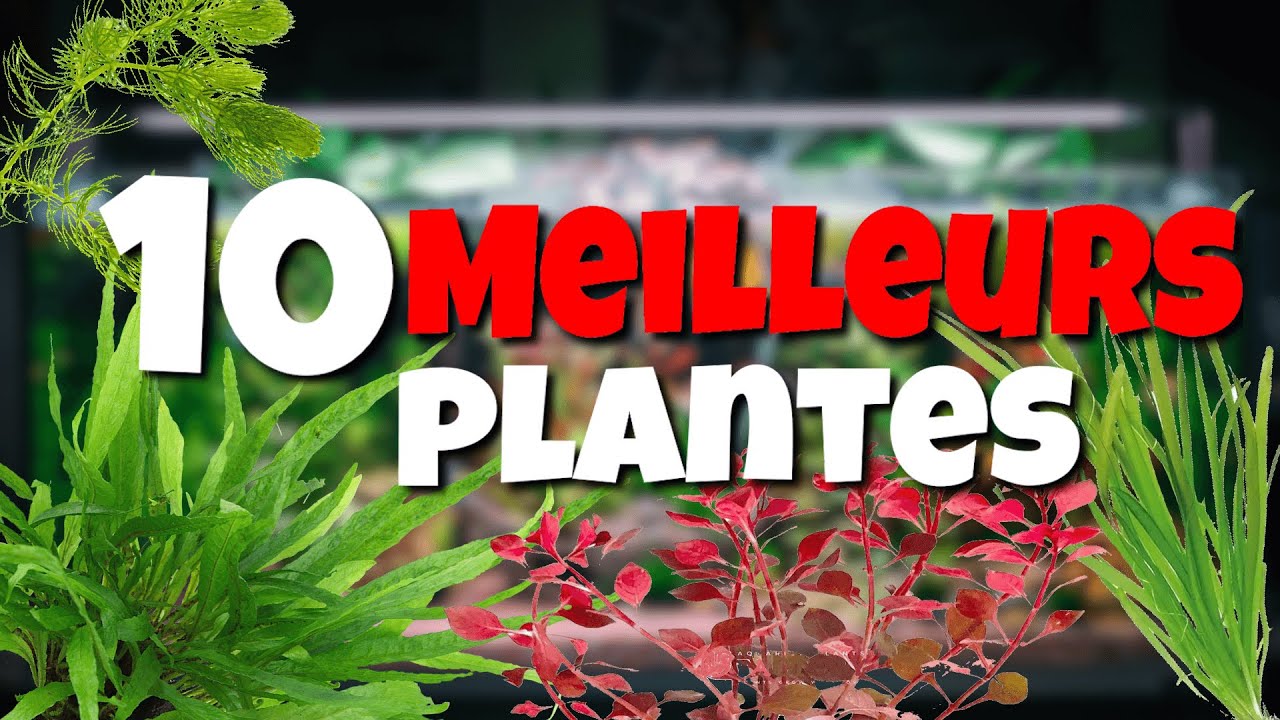 10 meilleurs PLANTES d'aquarium FACILES
