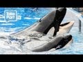 DEATH AT SEAWORLD | EYEWITNESS INTERVIEW with Laura Surovik | The Cove | TakePart