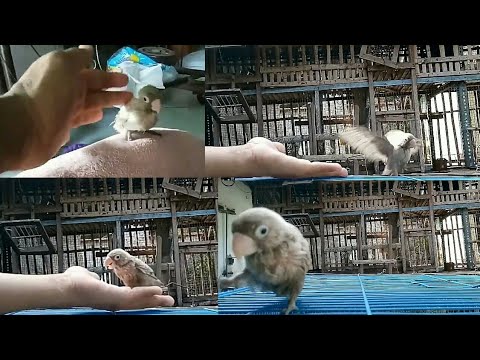 Cara Mudah  melatih burung lovebird agar jinak Bonding  