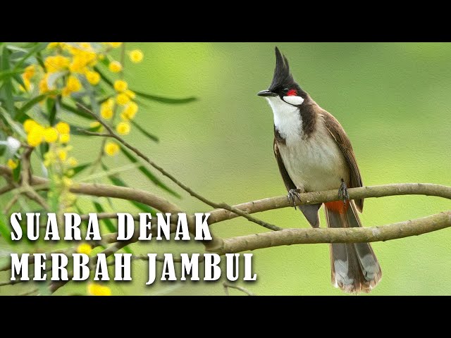 HD Suara Denak Merbah Jambul | Kutilang Jambul mp3 class=