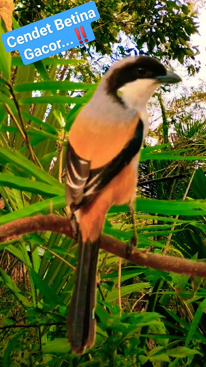 Cendet Betina Gacor...‼️#suara #masteran #burung #shortsviral #shortsvideo