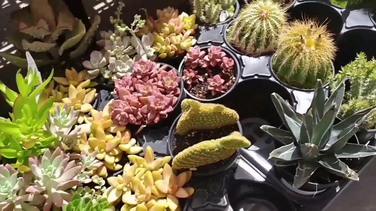Succulent Haul Part 1