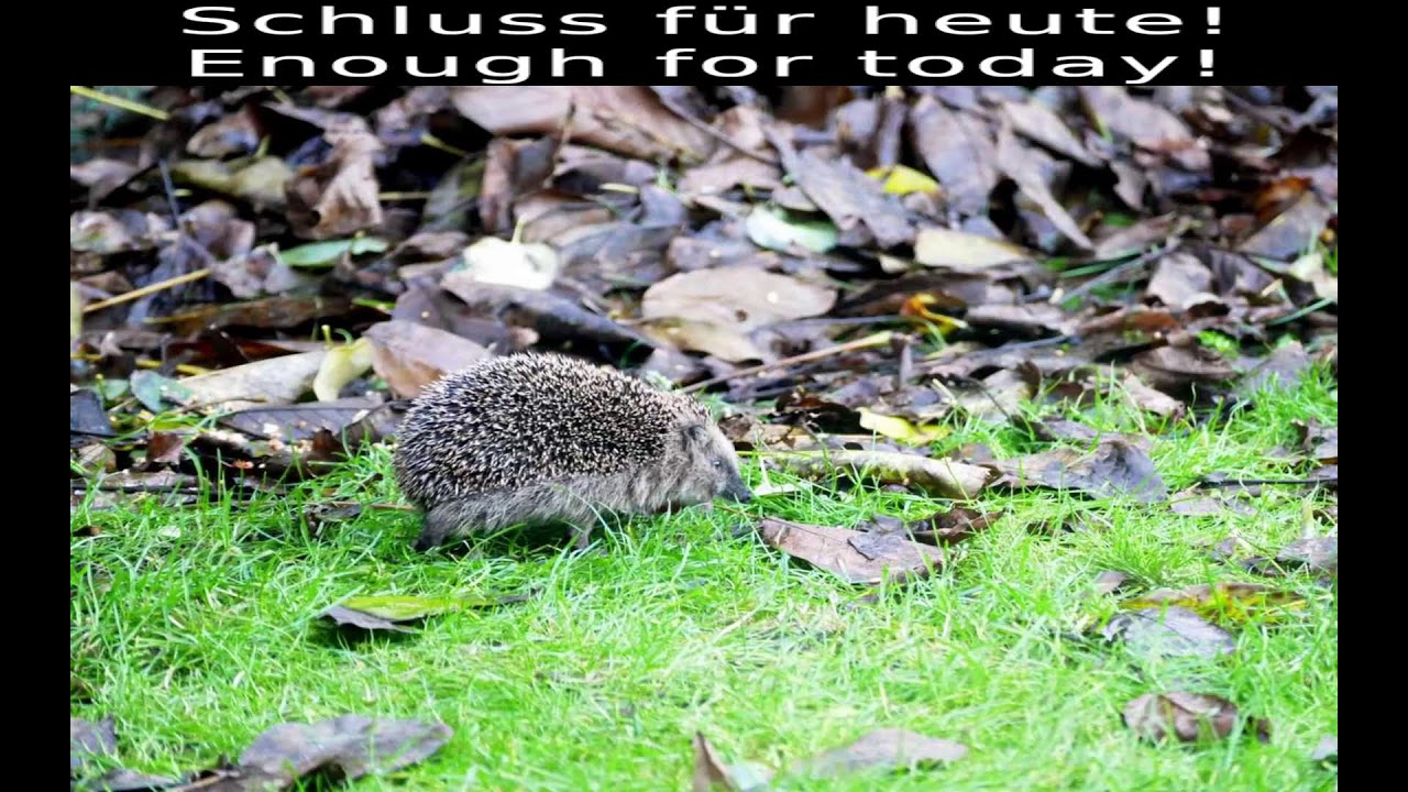 Honki Tonk´s Zivilisationen [Ada] [Eng|Ger]