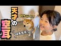 散歩好きの柴犬に「散歩行く？」→『暖房器具』と言ったら爆笑の嵐