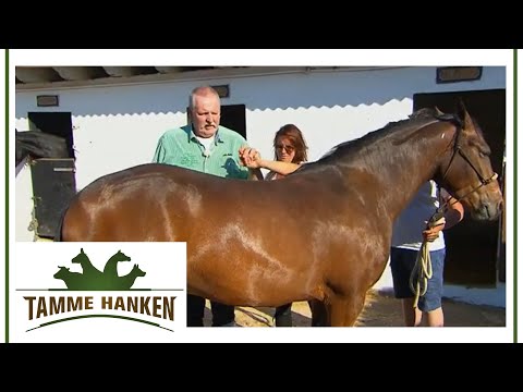 Pferd mit Problemen im Rücken! Ist die Reiterin schuld? | Tamme Hanken | Kabel Eins