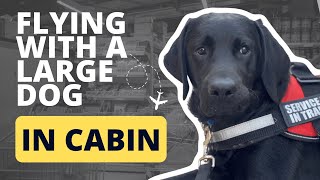 Flying with Large Dog in Cabin by Lisa Gallegos - Dog Training 1,940 views 5 months ago 6 minutes, 43 seconds