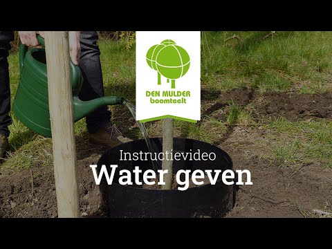 Video: Hoeveel water verdampt een boom?