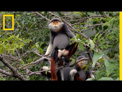 This Endangered Monkey is One of the World’s Most Colorful Primates | Short Film Showcase