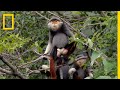 Red-Shanked Duke Langur Conservation and Behavior