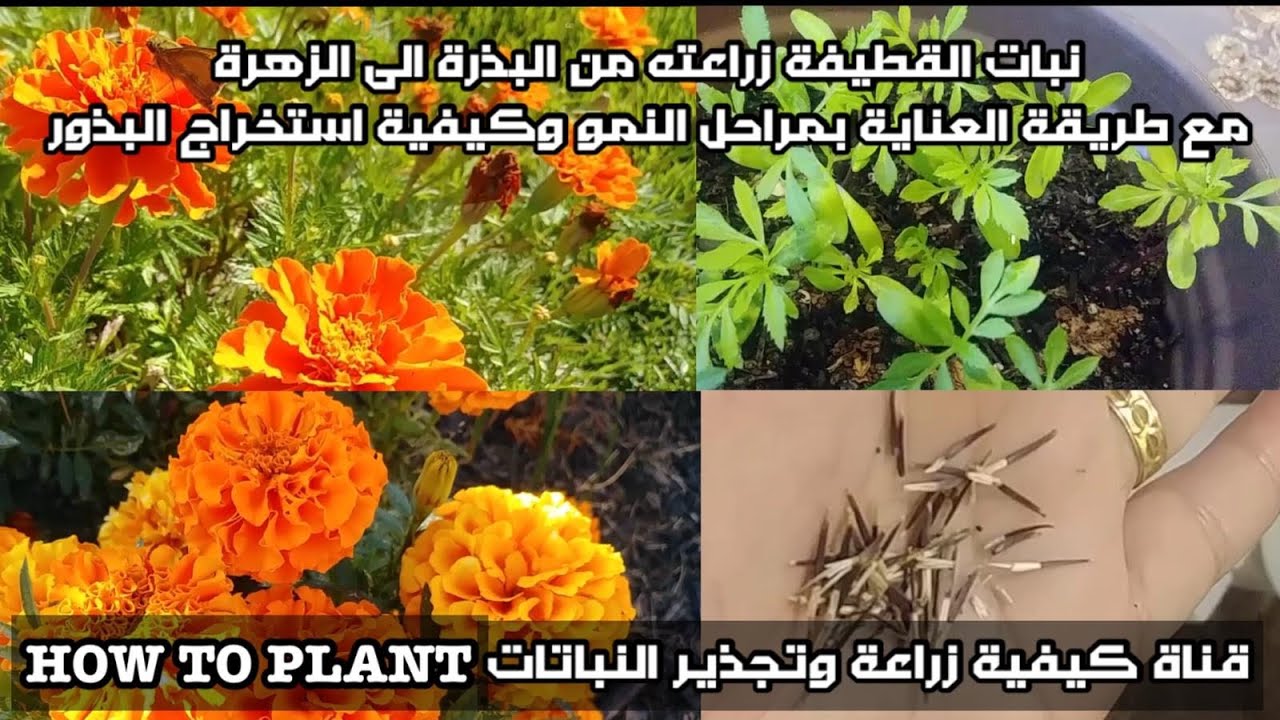 Выращивание бархатцев сорта Джаафари от семян до цветов, этапы прорастания, как ухаживать за ними...