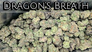 THCA Small Buds | Dragon's Breath Review | Discount Cheap Ounces | THCA Small Buds